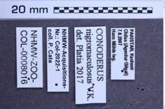 Etiketten zu Conoderus nigromaculosus (NHMW-ZOO-COL-0008016)